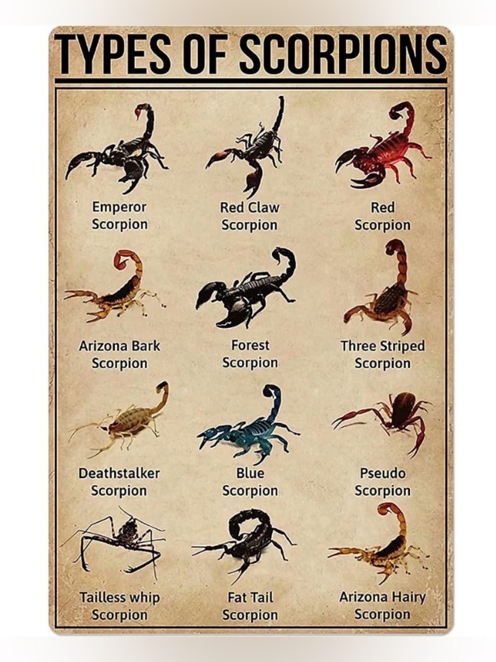 WUERD Types of Scorpions Metal Sign 8x12 Vintage Wall Decor Tin Plaque New